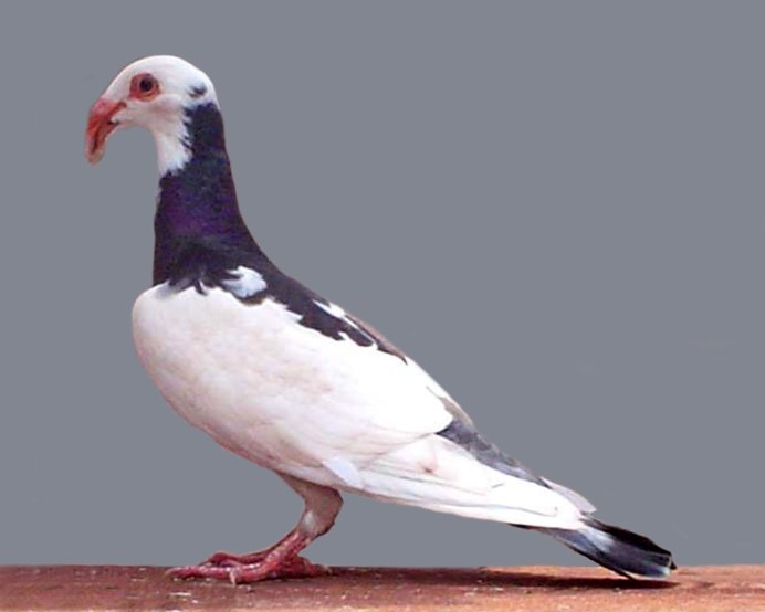 Пекинский Турман голубь