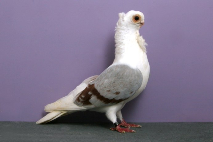 Голуби породы Каплан