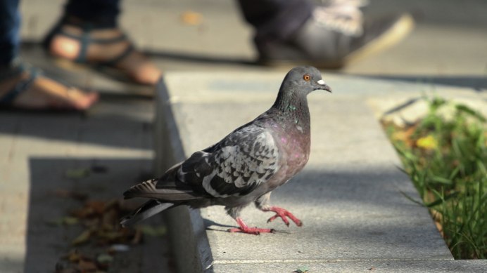 Американская Горлица