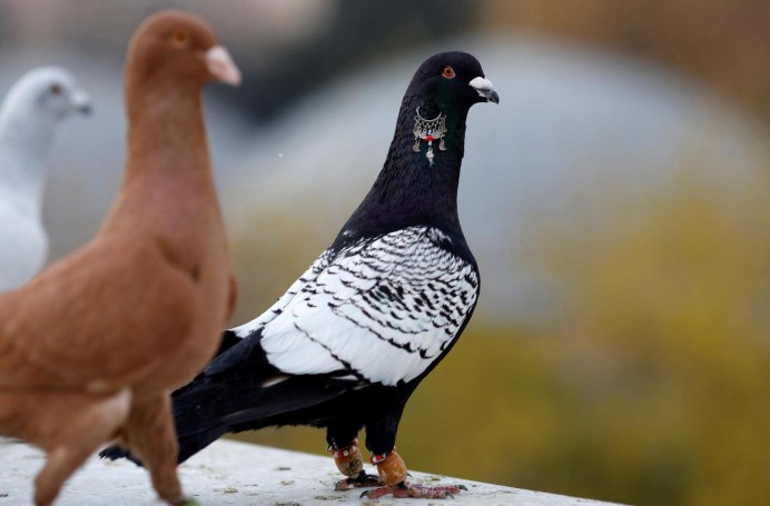 Голубеводство Адана пикирующий