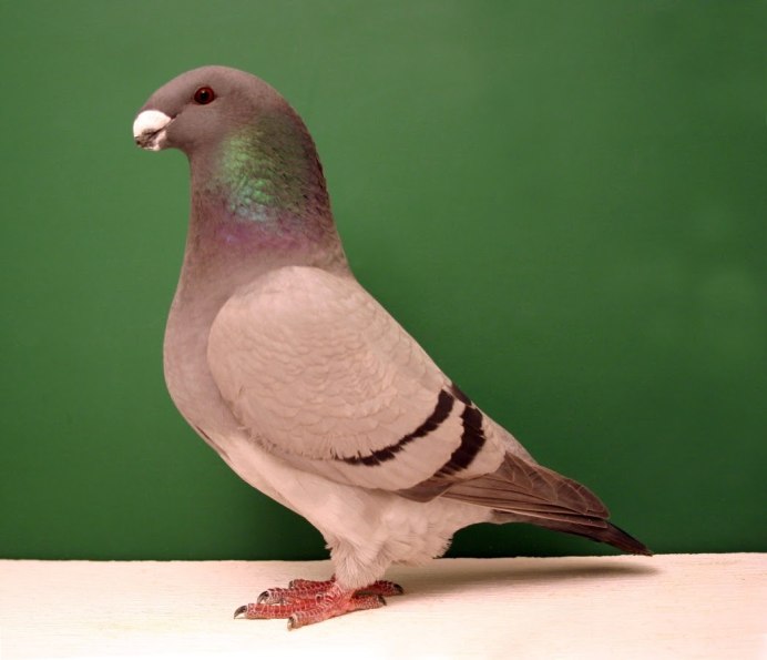 Американский голубь