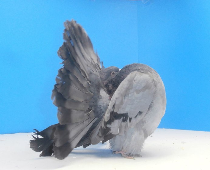 Fantail голубь