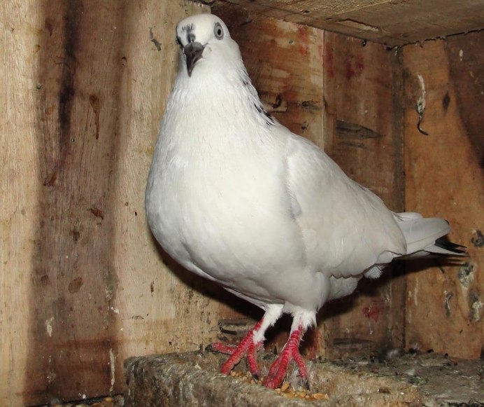 Порода голубей Карно