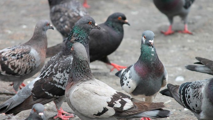 Дикий голубь Астрахань