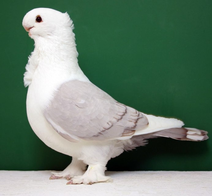 Голуби породы Такла