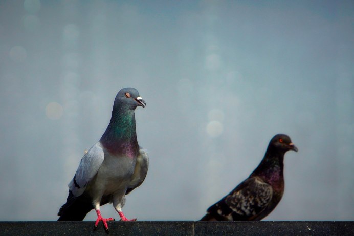 Берлинский короткоклювый Турман