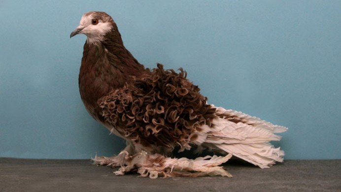 Голуби породы голубей