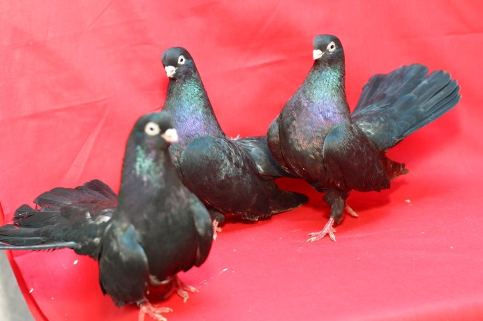 Вислокрылые породы голубей