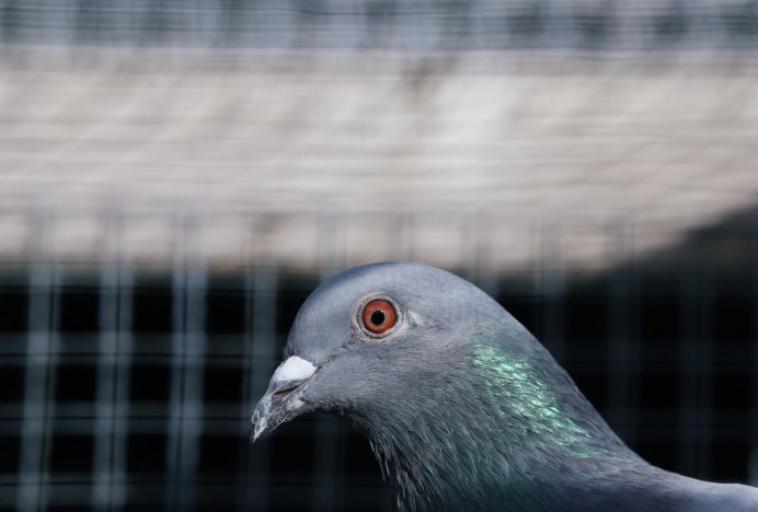 Голуби в США