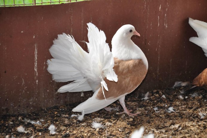 Голуби Павлин двухчубей