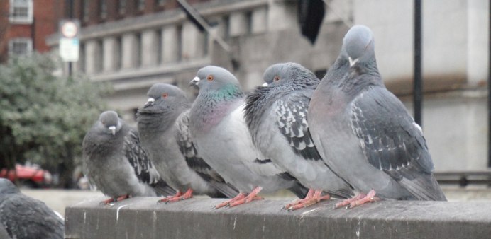 Голуби разносят