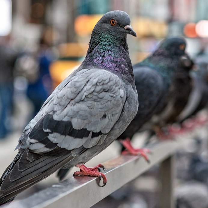 Берберийский голубь