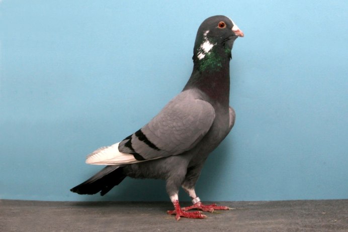 Марченеро голубь