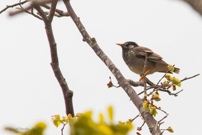 Sturnus cineraceus