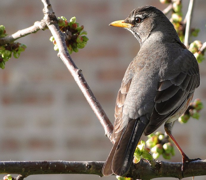 Серый скворец - Sturnus cineraceus.