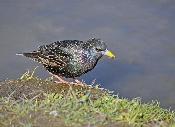 Обыкновенный скворец (Sturnus vulgaris)