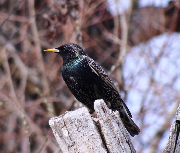 Серый скворец - Sturnus cineraceus.