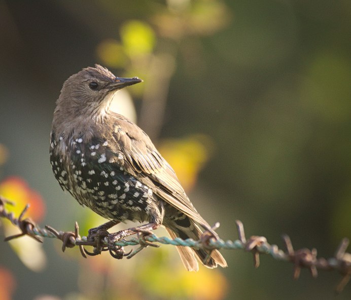 Серый скворец - Sturnus cineraceus.
