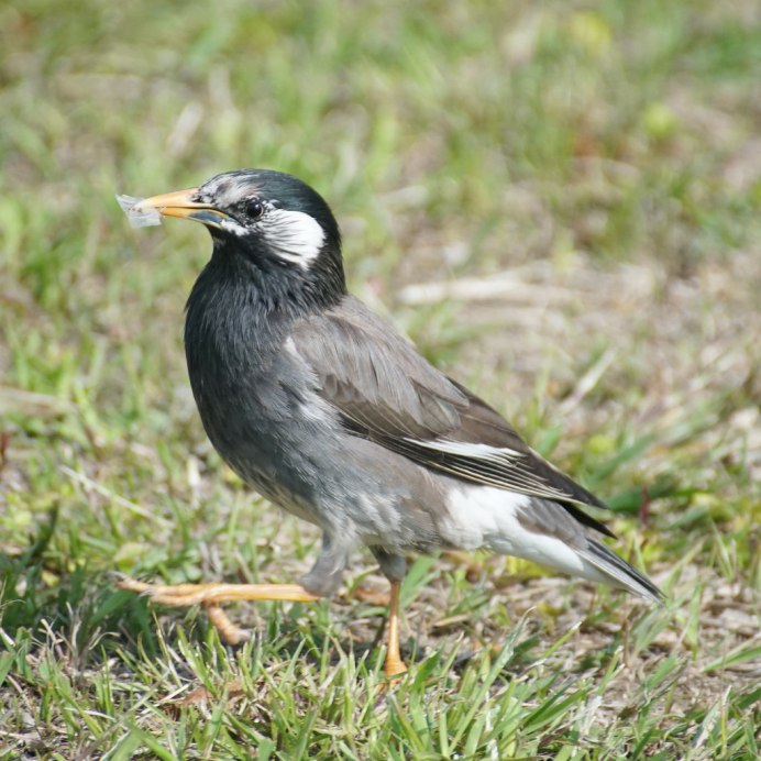 Sturnus cineraceus