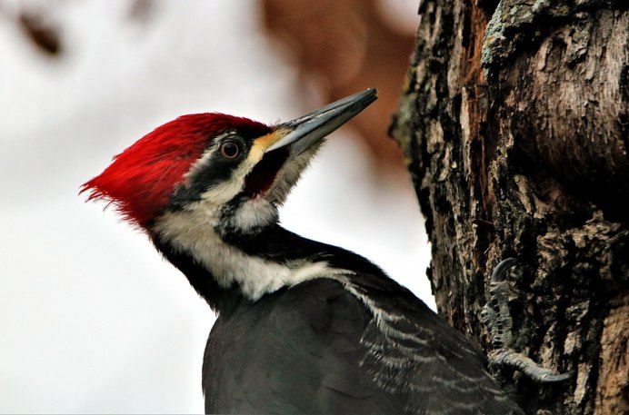 Зелёный дя́тел (Picus viridis)