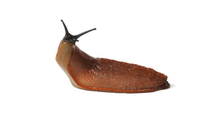 Limax СЛИЗЕНЬ