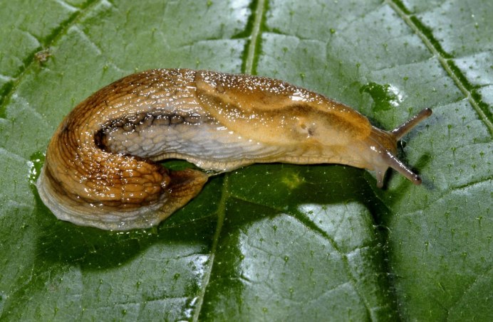 Limax cinereoniger СЛИЗЕНЬ