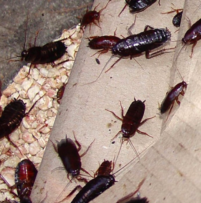 Blatta orientalis таракан