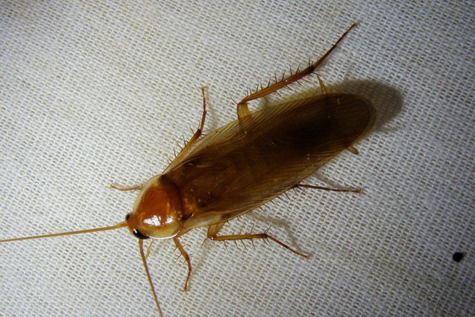 Periplaneta Americana и Blatella Germanica