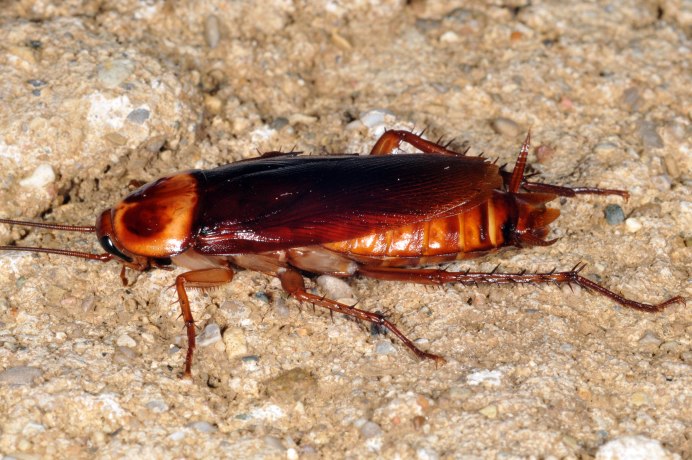 Таракан Megaloblatta longipennis