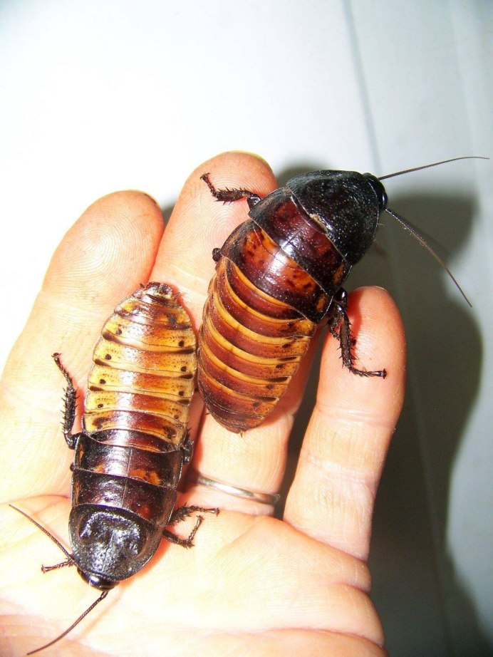 Periplaneta fuliginosa