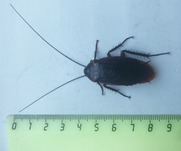 Periplaneta fuliginosa