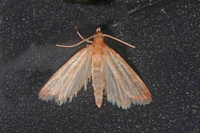 Megalopyge opercularis гусеница без шерсти