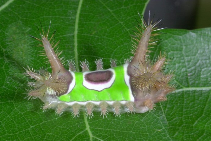 Ядовитых гусениц Megalopyge opercularis