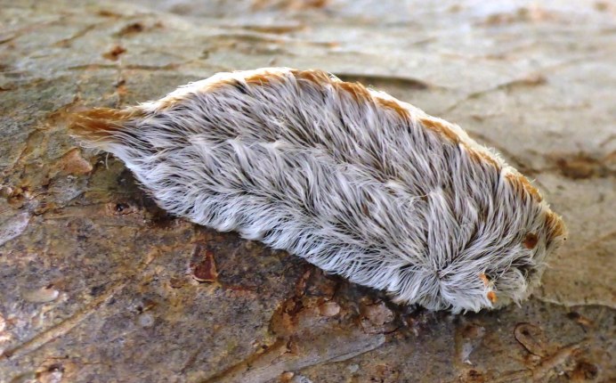 Megalopyge crispata