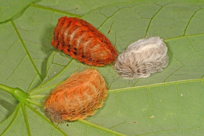 Megalopyge crispata