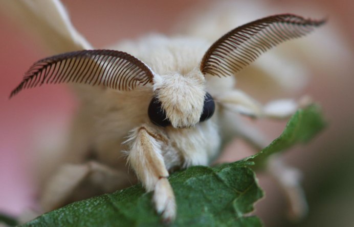 Megalopyge crispata