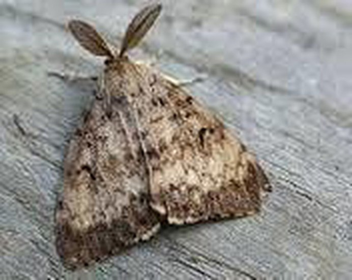 Trosia nigropunctigera