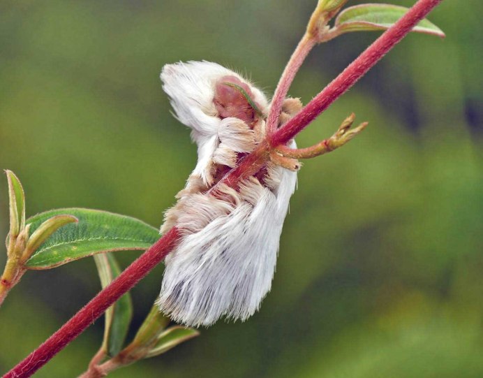 Megalopyge crispata