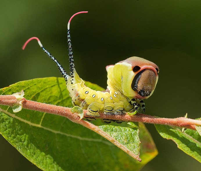 Гусеница кокеткa Megalopyge opercularis