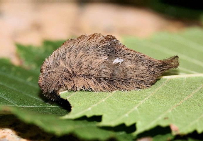 Megalopyge opercularis гусеница