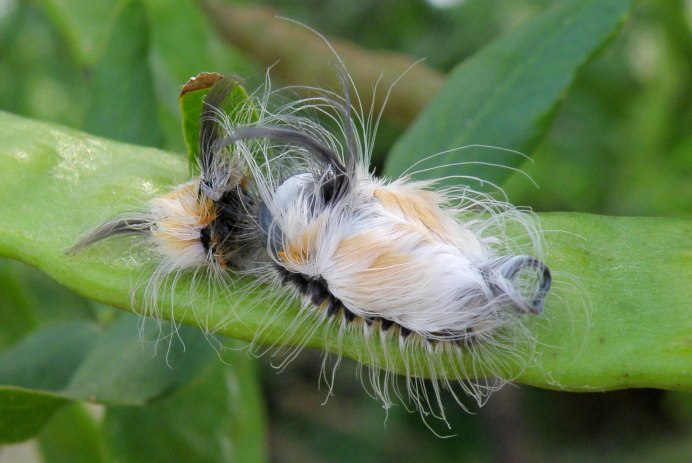 Megalopyge opercularis гусеница