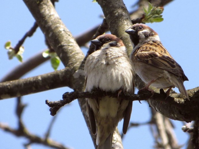 Птицы щебечут