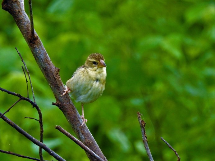 Чириканье Воробьев