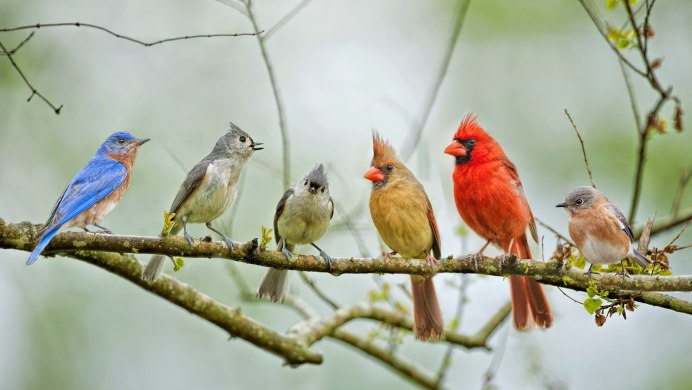 Разные птицы