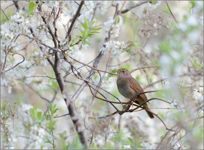 Булбул Соловей