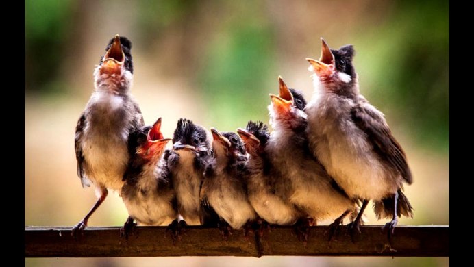 Смешные птицы