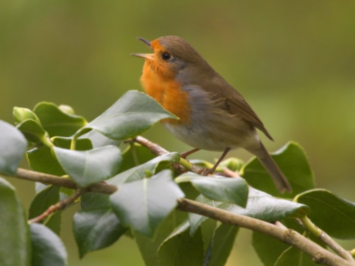 Певчие птицы в лесу