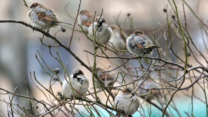 Соловей в лесу
