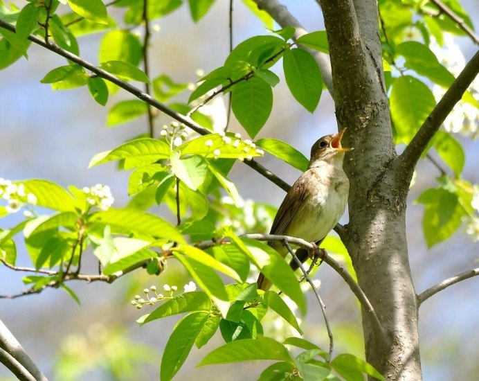 Весенние певчие птицы