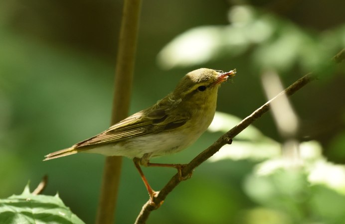 Птицы России Соловей